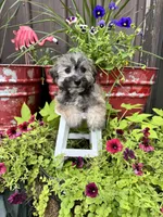 Moose, a male Havachon for sale in Minonk, IL – 3 of 6