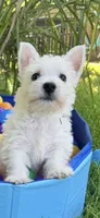 Murphy , a male West Highland White Terrier for sale in Minonk, IL – 4 of 4