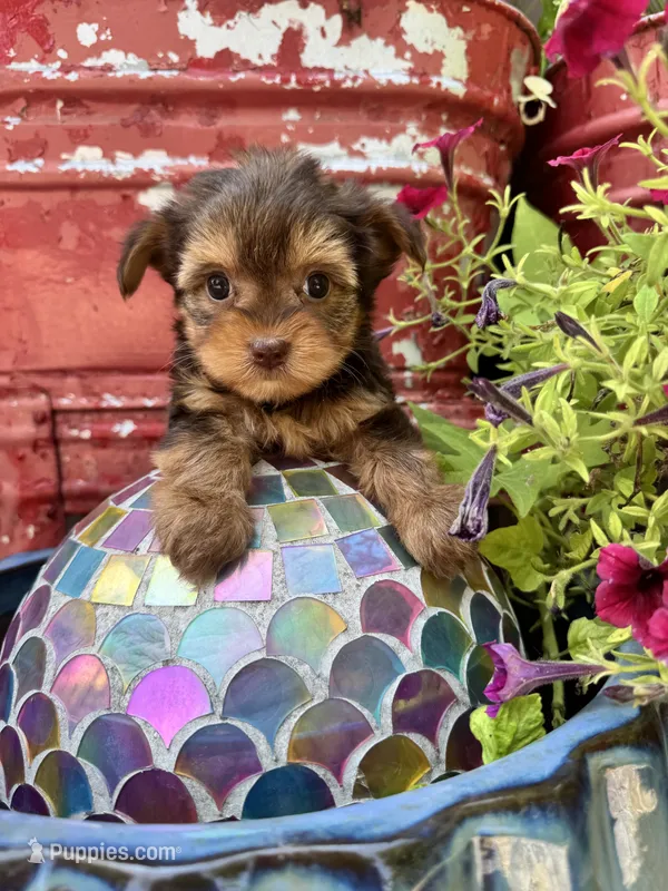 Bella – Yorkshire Terrier puppy for sale in Minonk, IL