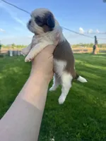 Charlie, a male Mal Shi for sale in Minonk, IL – 2 of 4