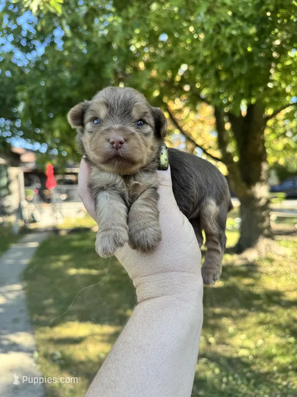 Josie – Yorkshire Terrier puppy for sale in Minonk, IL