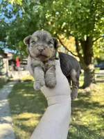 Josie, a female Yorkshire Terrier for sale in Minonk, IL – 1 of 5