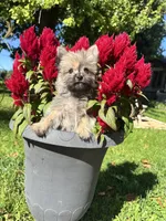 Oliver, a  Cairn Terrier and Yorkshire Terrier for sale in Minonk, IL – 4 of 6