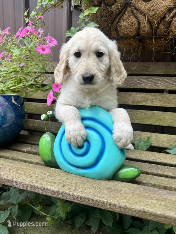 Clair – Goldendoodle puppy for sale in Minonk, IL
