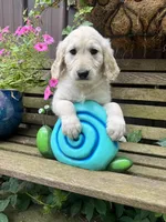 Clair, a female Goldendoodle for sale in Minonk, IL – 1 of 5