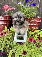 Moose, a male Havachon for sale in Minonk, IL – 6 of 6