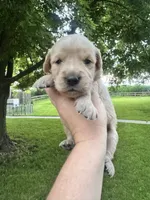 Belle , a female Goldendoodle for sale in Minonk, IL – 3 of 3