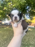 Buster, a male Shih Tzu for sale in Minonk, IL – 5 of 8