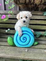 Pete, a male Poochon for sale in Minonk, IL – 4 of 5