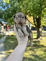 Josie, a female Yorkshire Terrier for sale in Minonk, IL – 2 of 5