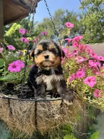 Maggie, a female Yorkshire Terrier for sale in Minonk, IL – 2 of 5