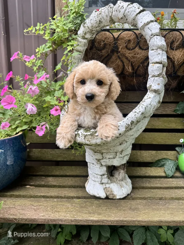 Scout – Poochon puppy for sale in Minonk, IL