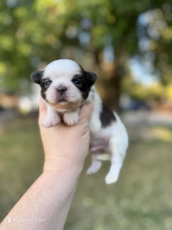 Chewy  – Shih Tzu puppy for sale in Minonk, IL