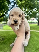 Clyde , a male Goldendoodle for sale in Minonk, IL – 3 of 3