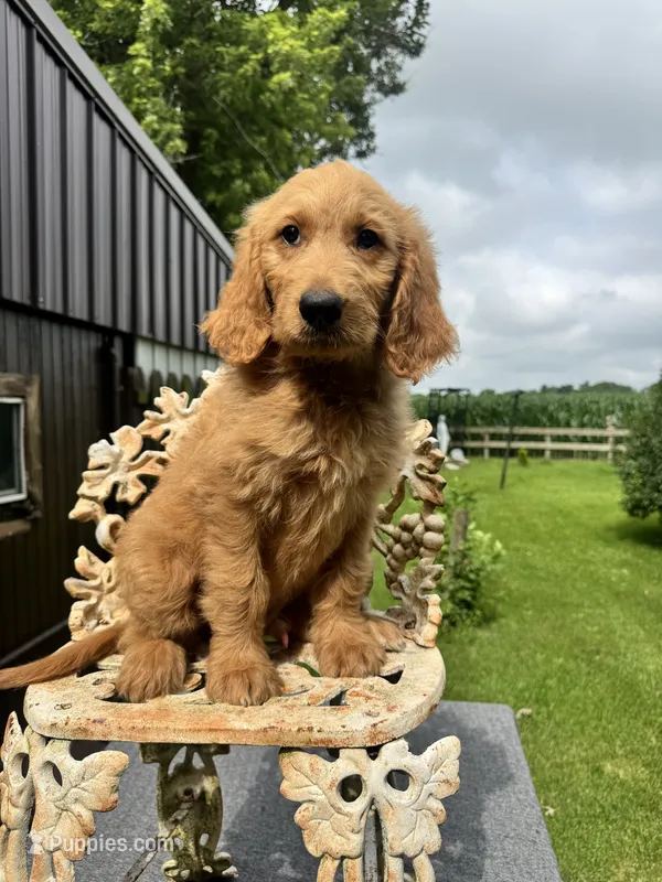 Ben – Goldendoodle puppy for sale in Minonk, IL