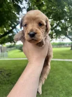 Airel, a female Goldendoodle for sale in Minonk, IL – 5 of 5