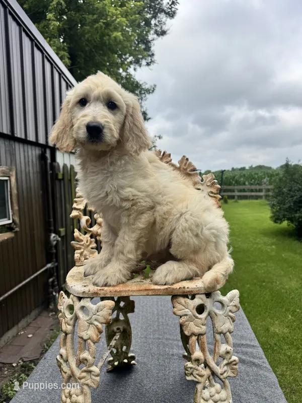 Violet – Goldendoodle puppy for sale in Minonk, IL