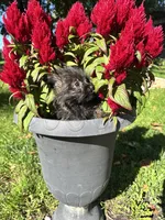 Rocky, a male Cairn Terrier and Yorkshire Terrier for sale in Minonk, IL – 4 of 5
