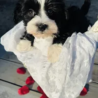 Jack, a male Havanese for sale in Minonk, IL – Photo 1 of 3