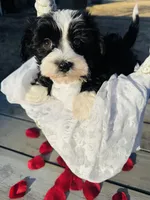 Jack, a male Havanese for sale in Minonk, IL – Photo 1 of 3