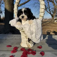 Jack, a male Havanese for sale in Minonk, IL – Photo 2 of 3