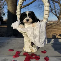 Jack, a male Havanese for sale in Minonk, IL – Photo 3 of 3