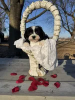 Jack, a male Havanese for sale in Minonk, IL – Photo 3 of 3