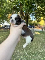 Gizmo, a male Shih Tzu for sale in Minonk, IL – 3 of 9