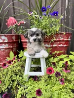 Cooper, a male Havachon for sale in Minonk, IL – 6 of 10