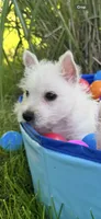 Duncan , a male West Highland White Terrier for sale in Minonk, IL – 3 of 3