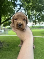 Clifford, a male Goldendoodle for sale in Minonk, IL – 2 of 3