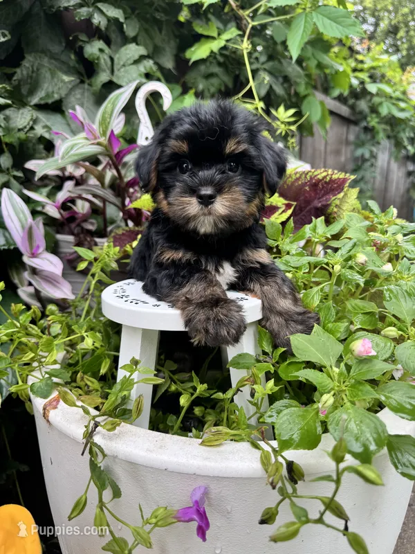 Charlie – Yorkshire Terrier puppy for sale in Minonk, IL