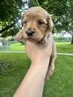 Airel, a female Goldendoodle for sale in Minonk, IL – 2 of 5