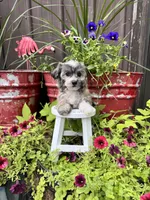 Cooper, a male Havachon for sale in Minonk, IL – 3 of 10