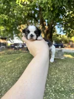 Gizmo, a male Shih Tzu for sale in Minonk, IL – 5 of 9