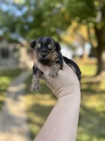 Toby, a male Yorkshire Terrier for sale in Minonk, IL – 4 of 8
