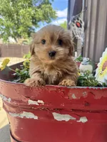 Benny, a male Yorkshire Terrier for sale in Minonk, IL – 3 of 5