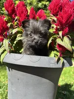 Rocky, a male Cairn Terrier and Yorkshire Terrier for sale in Minonk, IL – 5 of 5