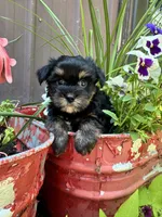 Charlie, a female Yorkshire Terrier for sale in Minonk, IL – 2 of 3