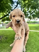 Jasper, a male Goldendoodle for sale in Minonk, IL – 3 of 3