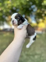 Buster, a male Shih Tzu for sale in Minonk, IL – 3 of 8