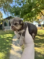 Josie, a female Yorkshire Terrier for sale in Minonk, IL – 5 of 5