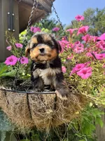 Maggie, a female Yorkshire Terrier for sale in Minonk, IL – 3 of 5