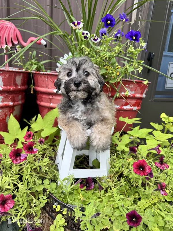 Moose – Havachon puppy for sale in Minonk, IL