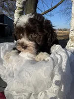 Hershey, a male Havanese for sale in Minonk, IL – Photo 9 of 9