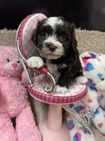 processed/fcb67238-7127-47c9-9725-0955be2c777b/listing/855dd1f2-c30f-48bb-9092-75bae953ab0c/8319b91a-b8f8-4bff-9755-88fcb634a0e8