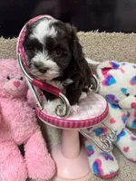 processed/fcb67238-7127-47c9-9725-0955be2c777b/listing/855dd1f2-c30f-48bb-9092-75bae953ab0c/a3b75595-17ab-45ea-8ee9-abd0edde956c