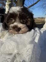Hershey, a male Havanese for sale in Minonk, IL – Photo 1 of 9