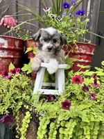 Cooper, a male Havachon for sale in Minonk, IL – 9 of 10