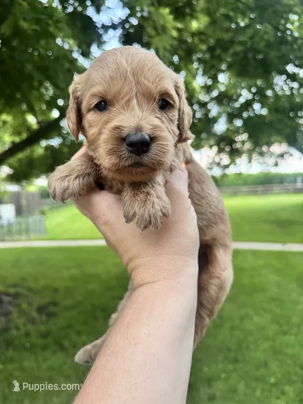 Jasper – Goldendoodle puppy for sale in Minonk, IL
